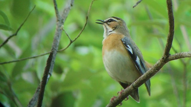 Bearded Scrub-Robin - ML517067481