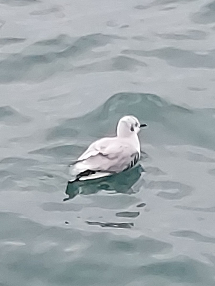 Bonaparte's Gull - ML517068551