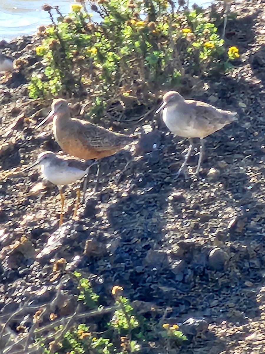 Greater Yellowlegs - ML517068971