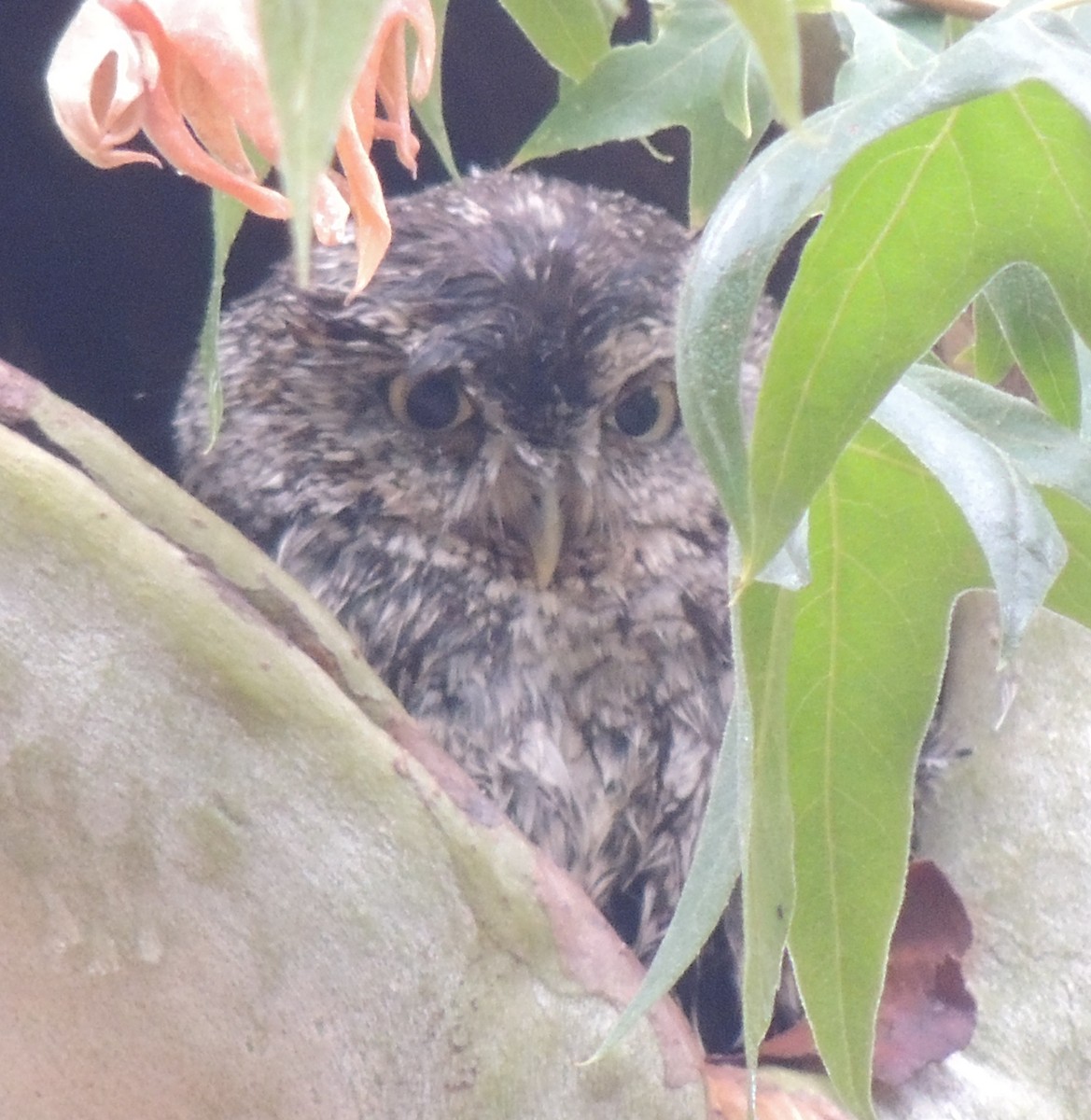 Whiskered Screech-Owl - ML517070071