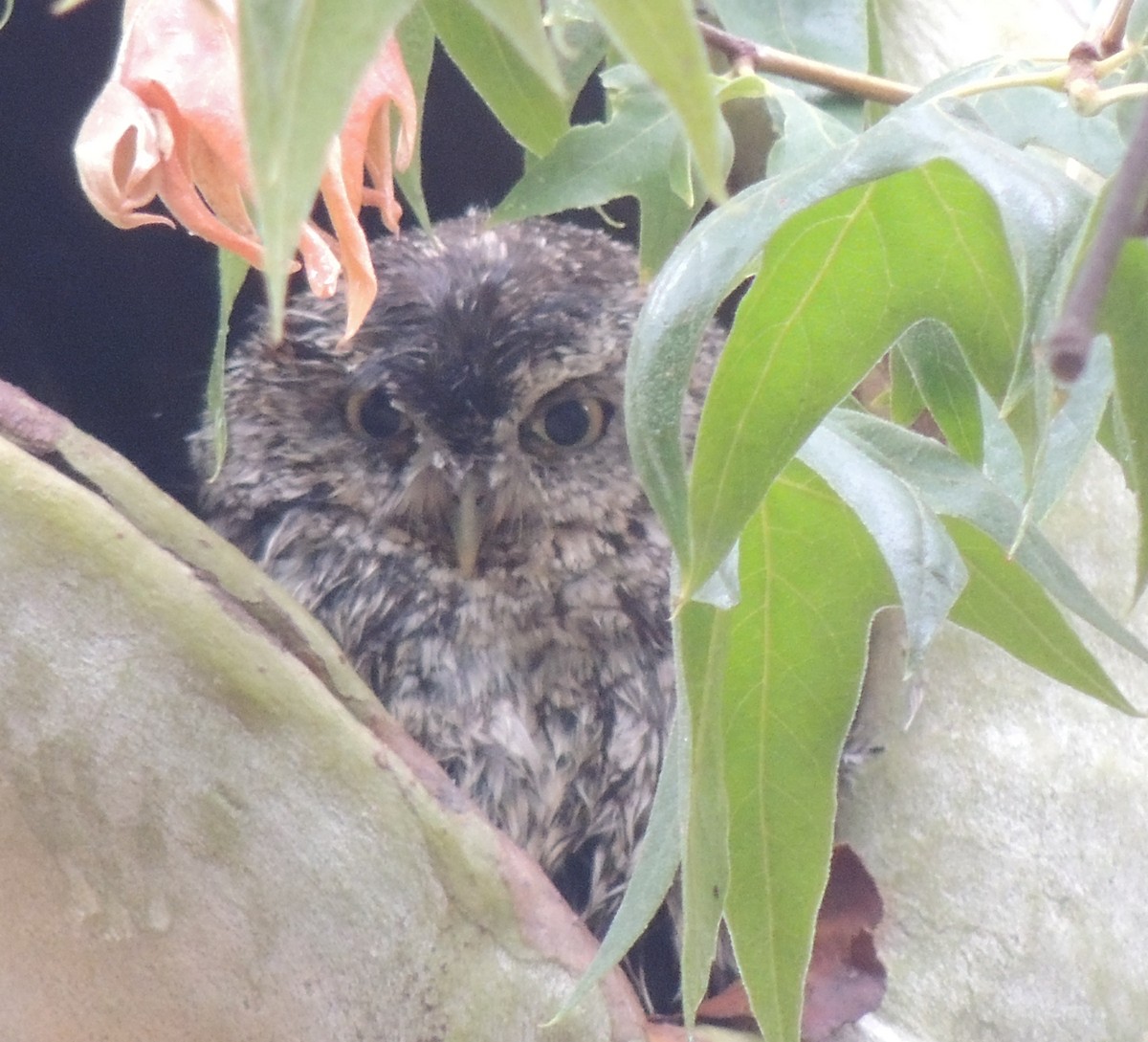 Whiskered Screech-Owl - ML517070081