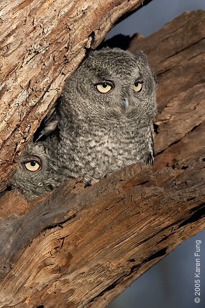 Eastern Screech-Owl - ML51707151