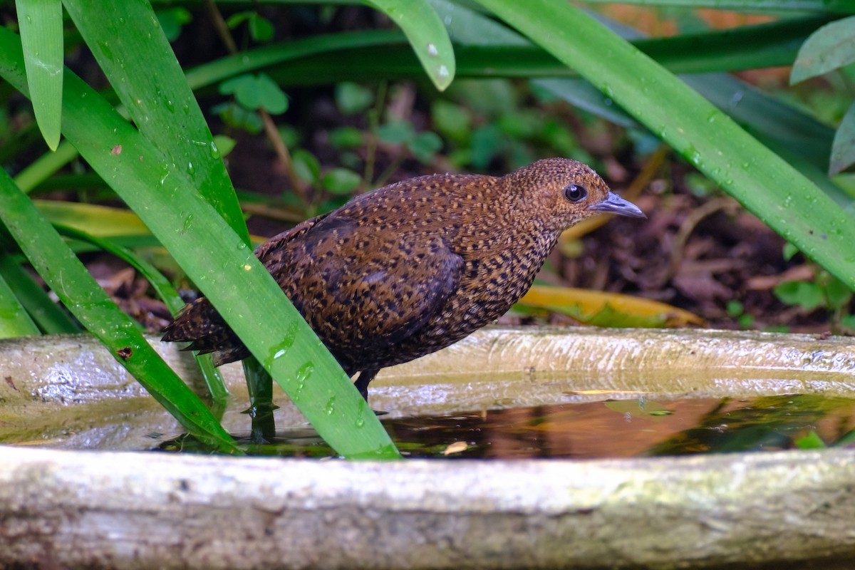 Buff-spotted Flufftail - Andrew Black