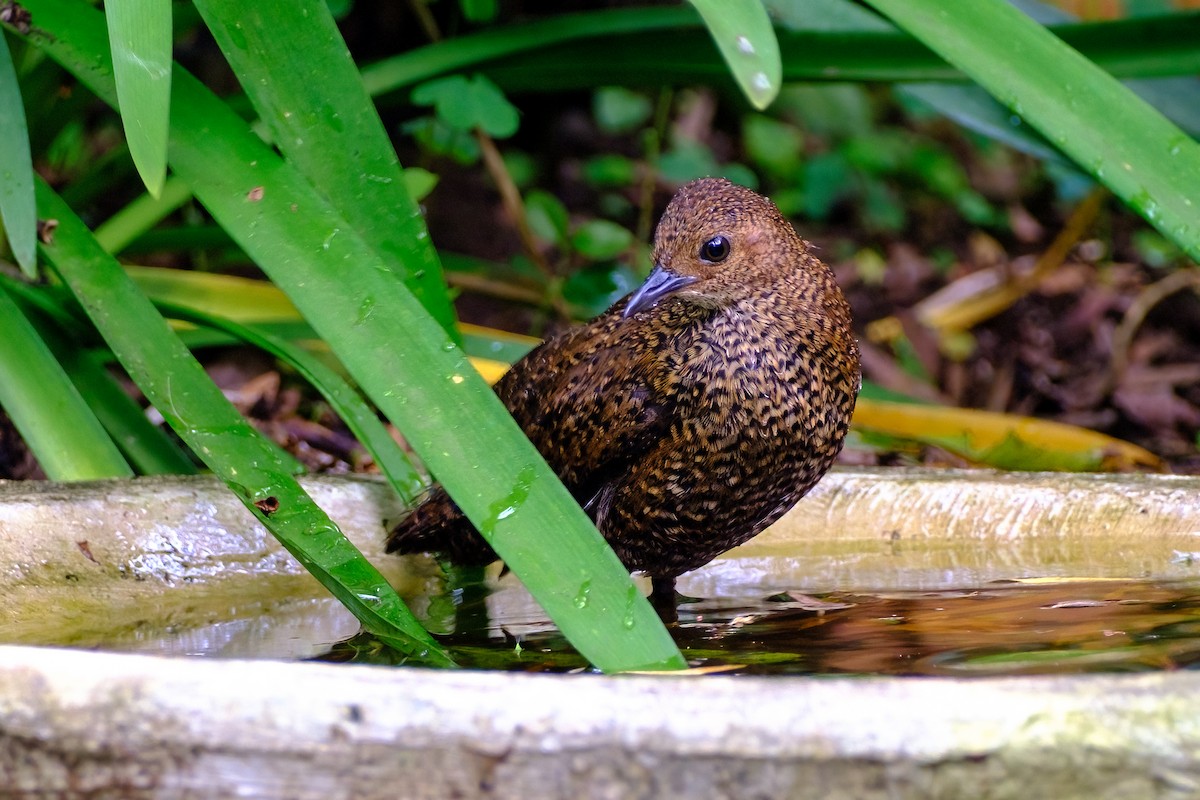 Buff-spotted Flufftail - ML517072331