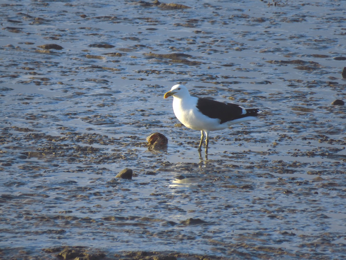 Kelp Gull - ML517072481