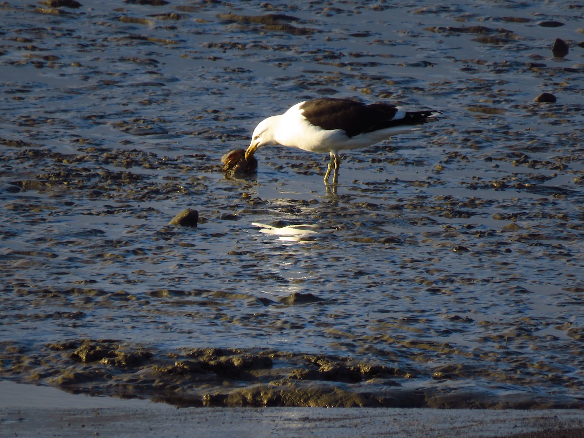 Gaviota Cocinera - ML517072491