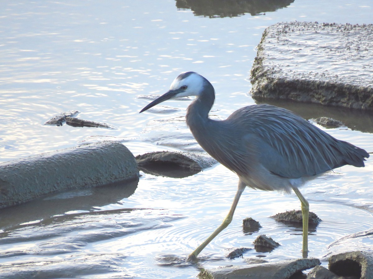 White-faced Heron - ML517072511