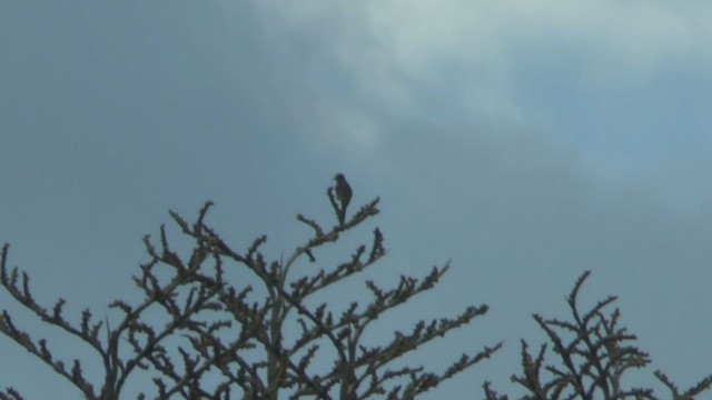 Meyer's Friarbird - ML517072861