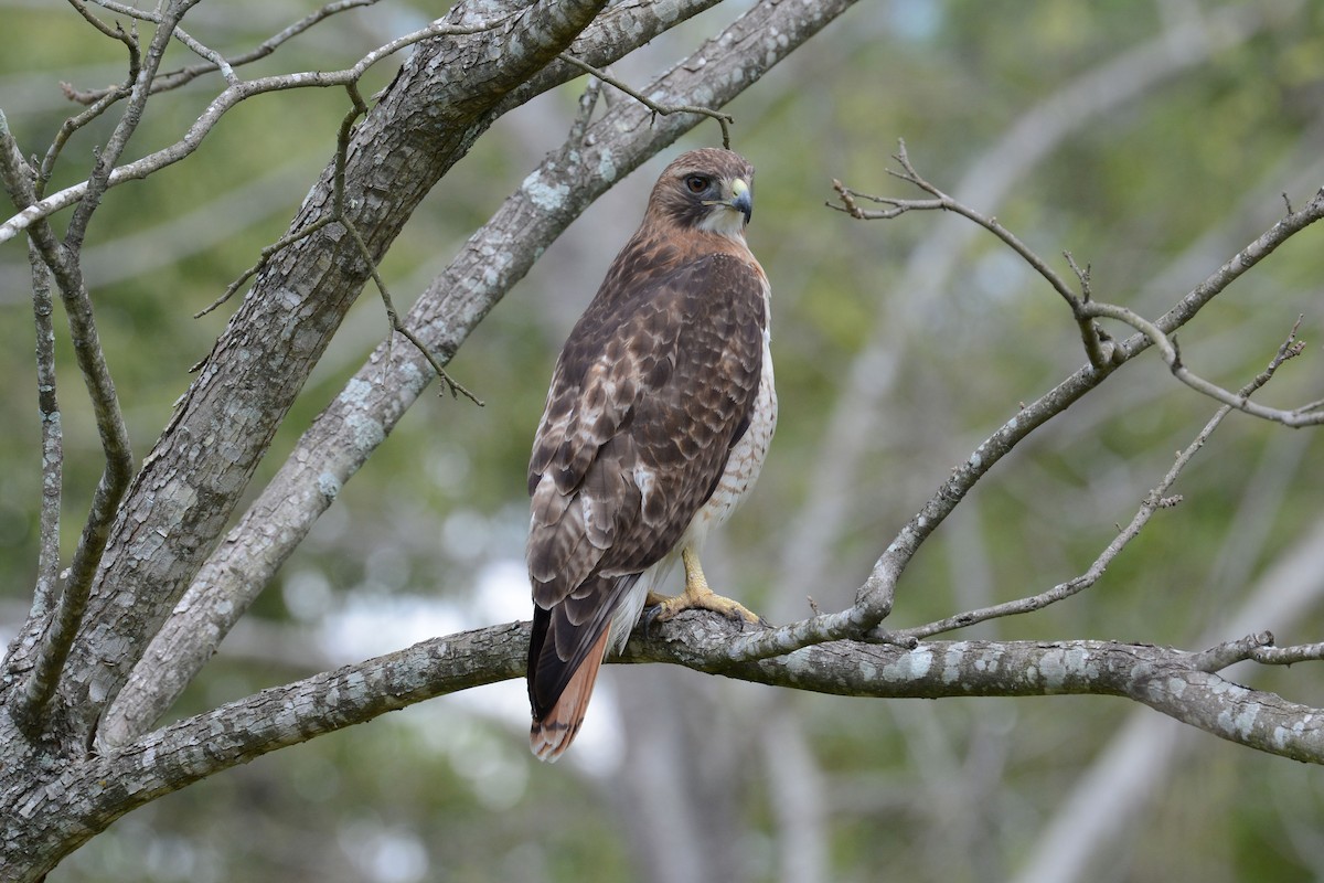 Red-tailed Hawk - Janet Rathjen
