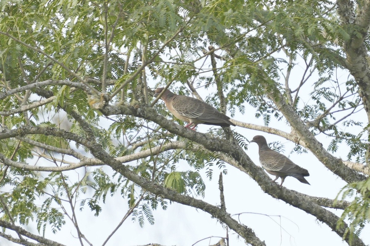 Picazuro Pigeon - ML517074941