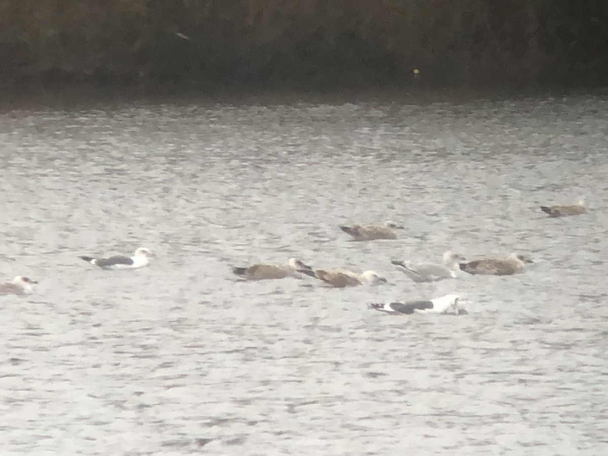 Caspian Gull - ML517075071