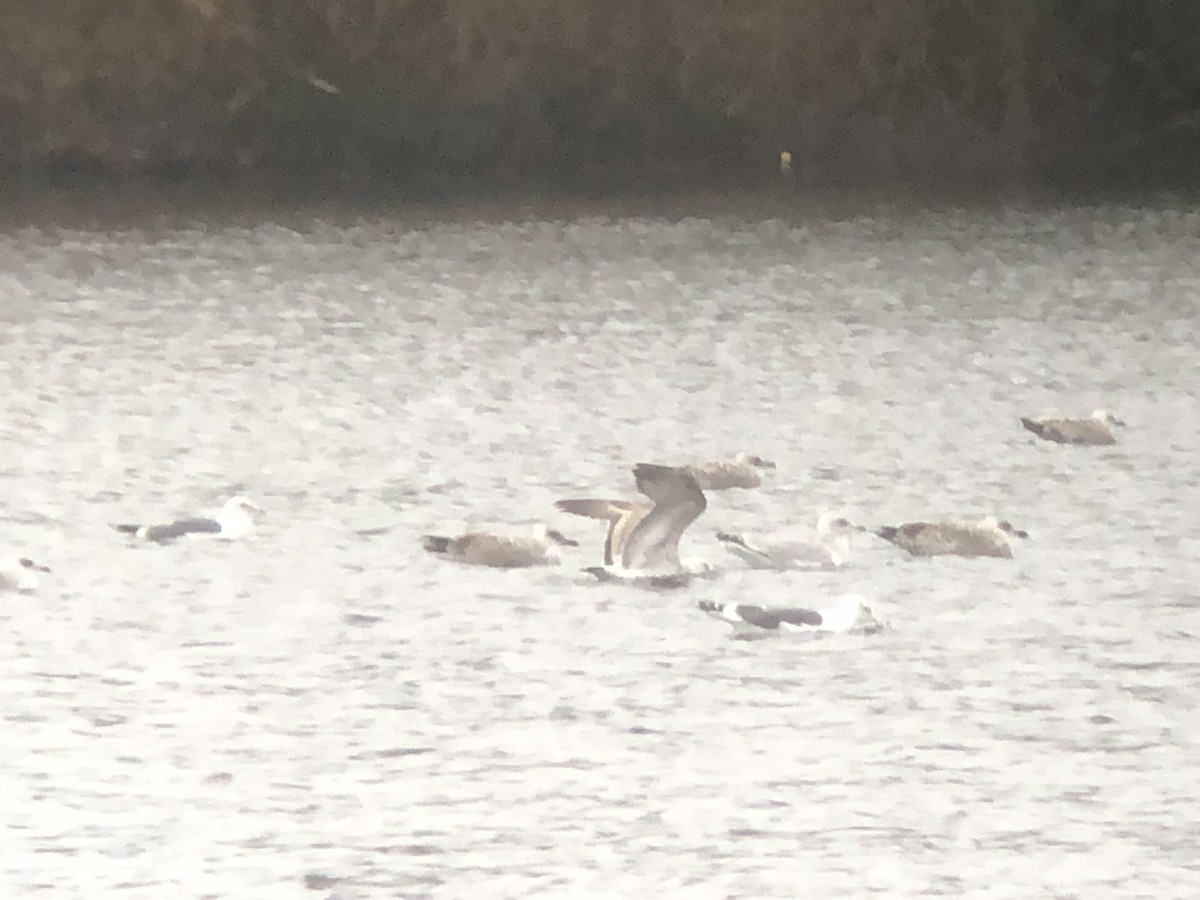 Caspian Gull - ML517075101