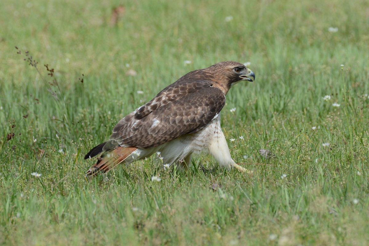 Red-tailed Hawk - Janet Rathjen