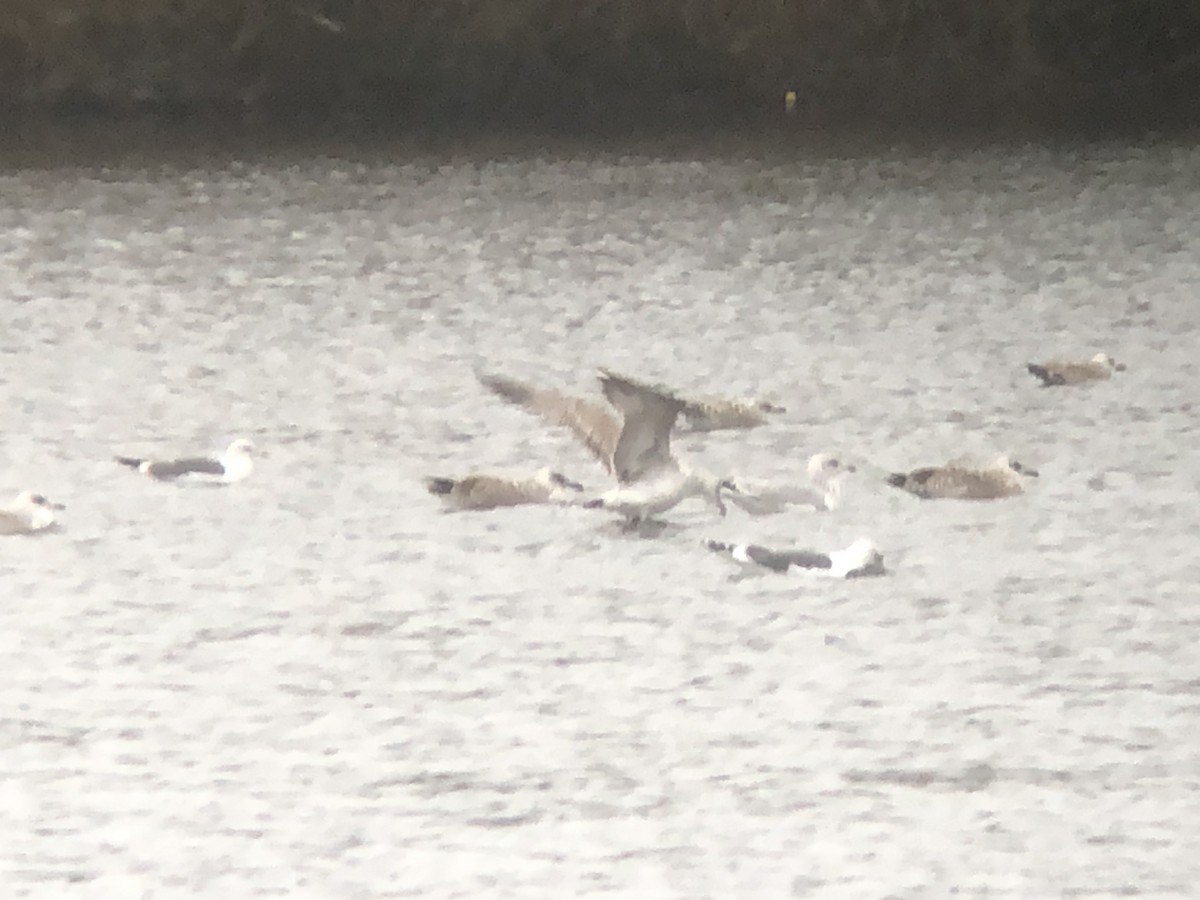 Caspian Gull - ML517075111