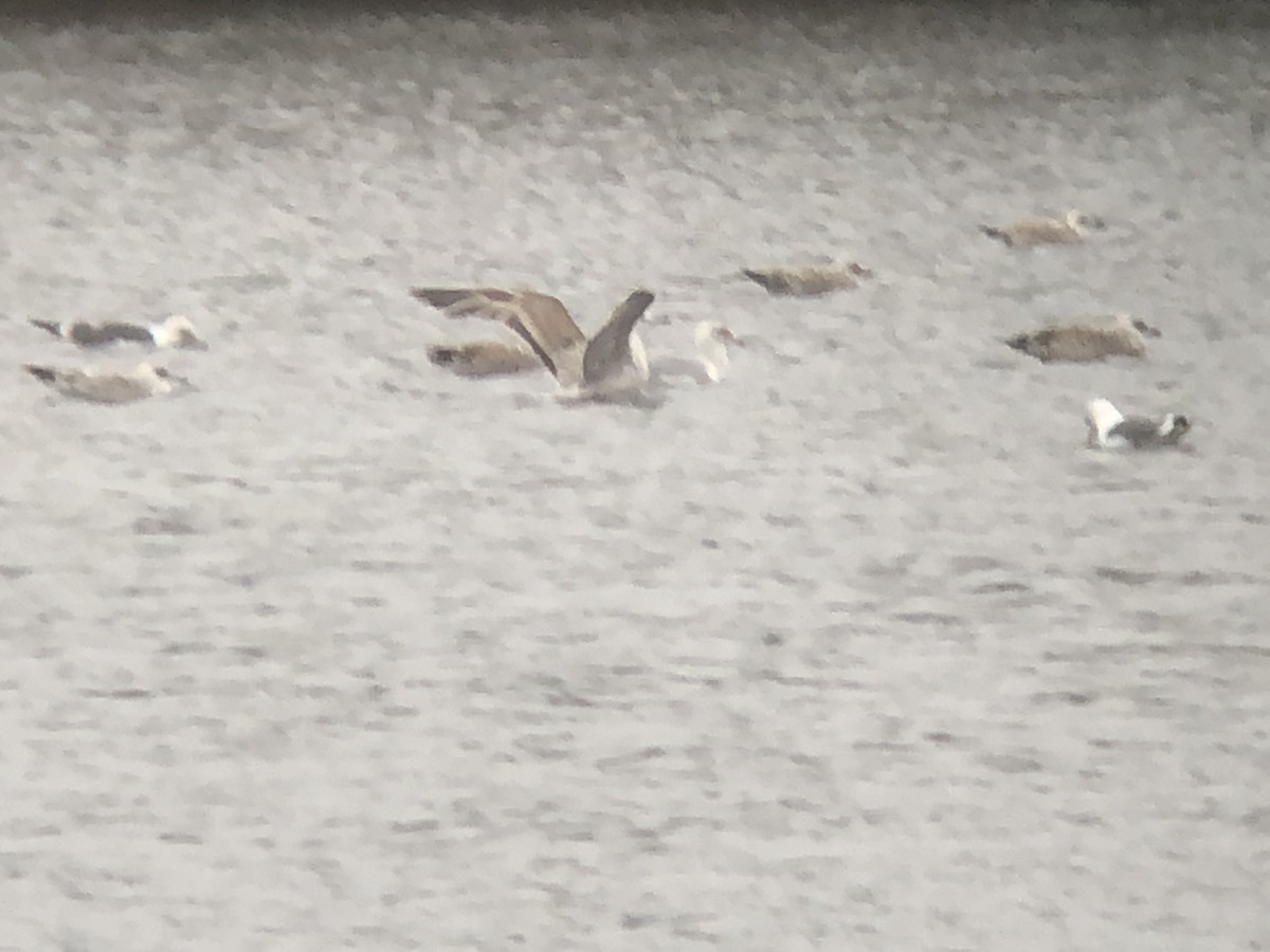 Caspian Gull - ML517075131