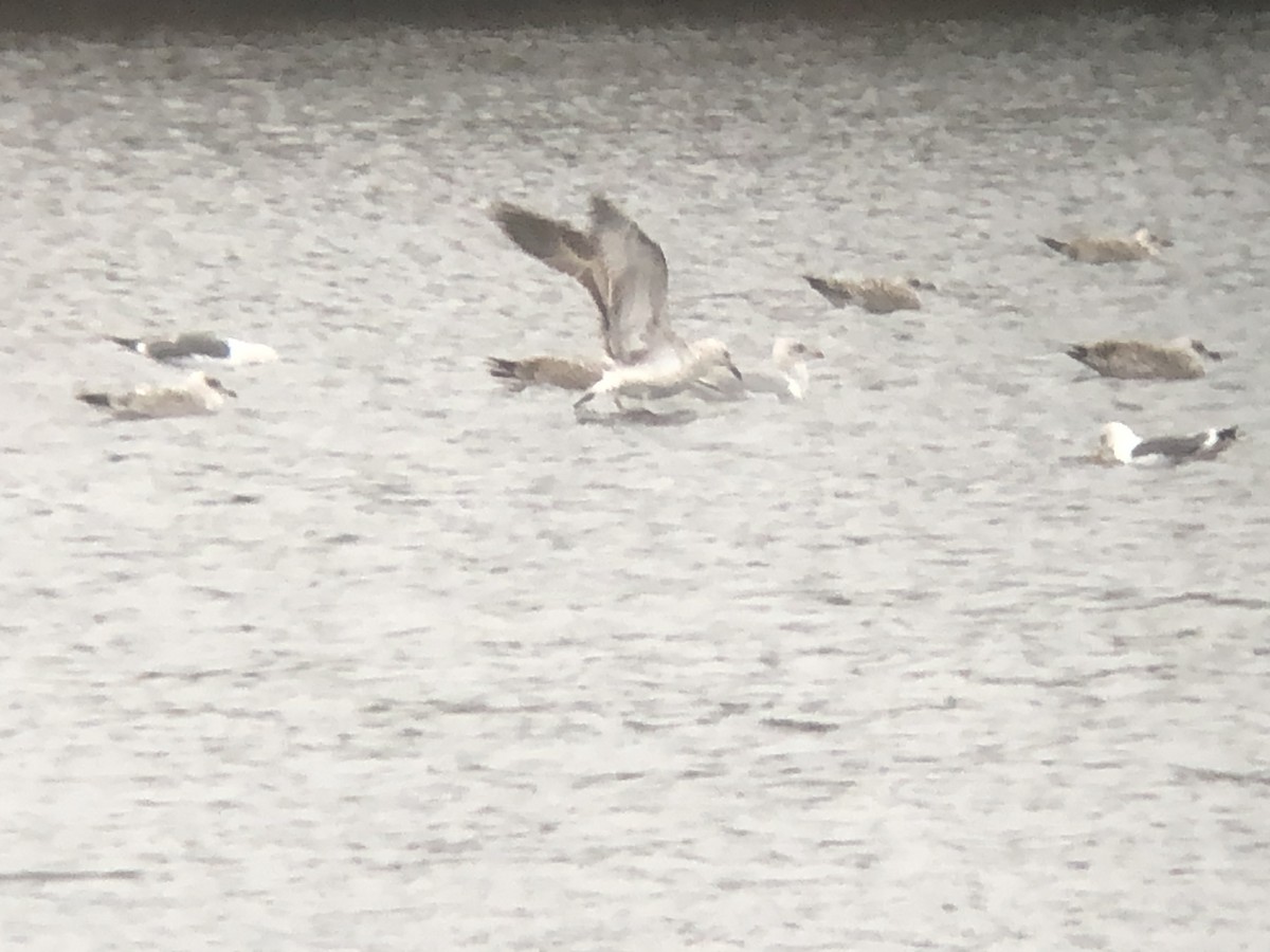 Caspian Gull - ML517075141