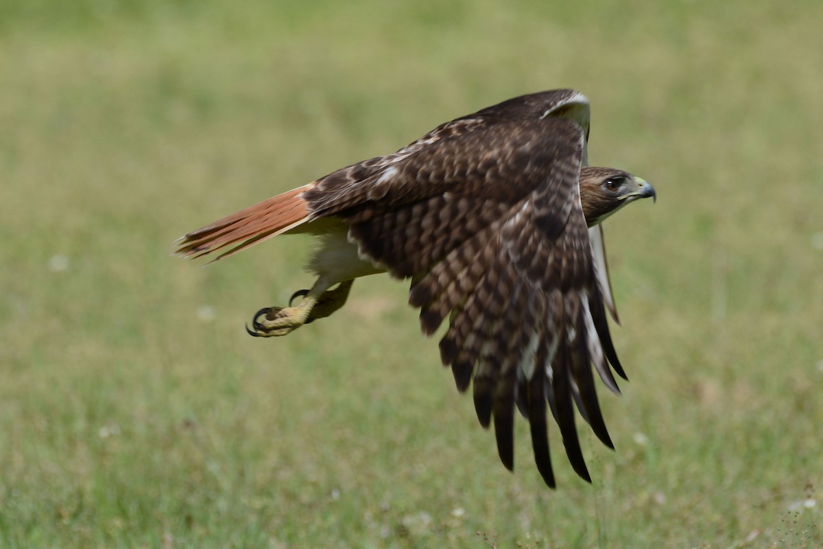 Red-tailed Hawk - Janet Rathjen