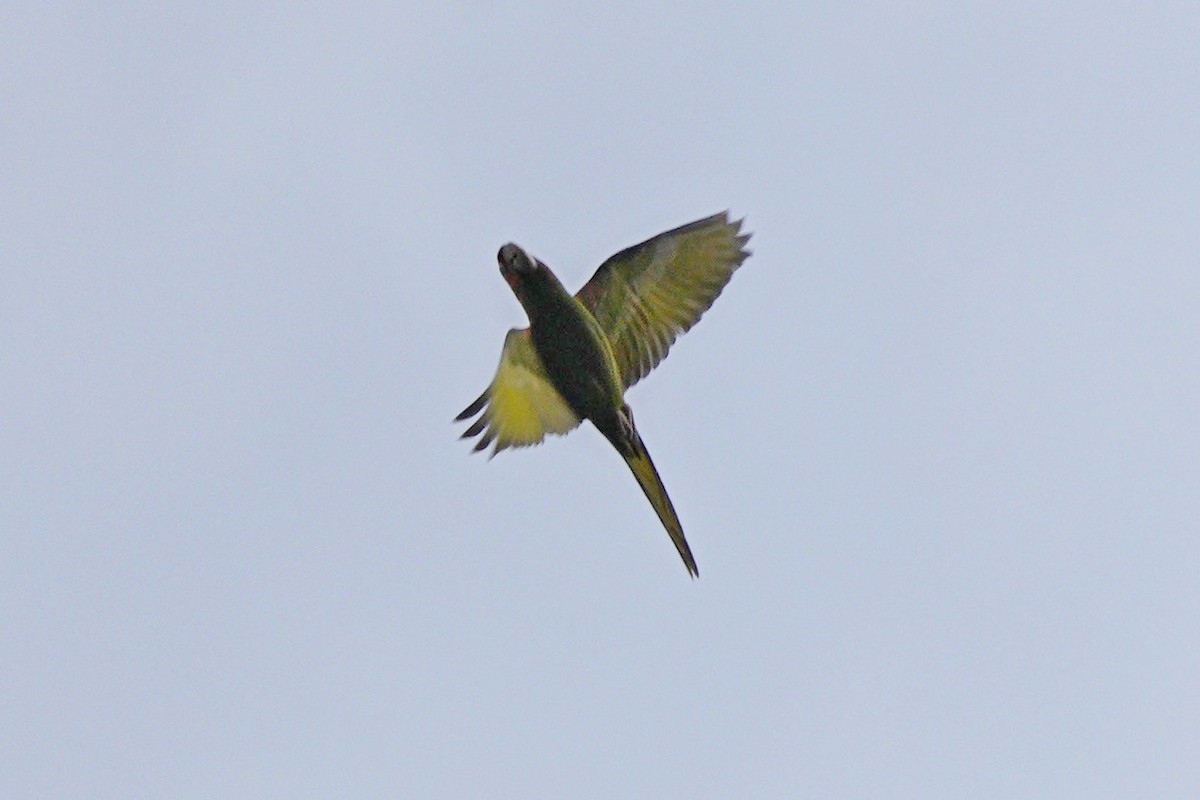 Mitred Parakeet - Jorge Claudio Schlemmer