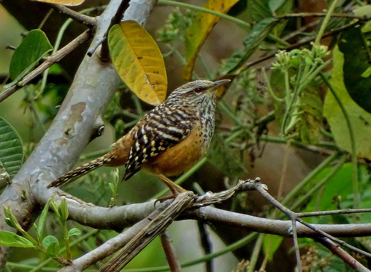 Cucarachero Barrado - ML51707651