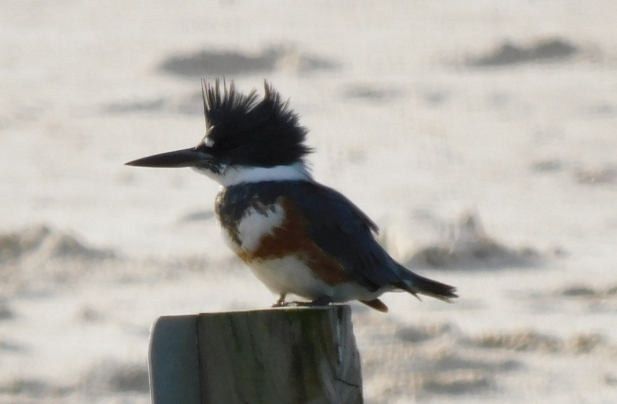 Belted Kingfisher - ML517078531