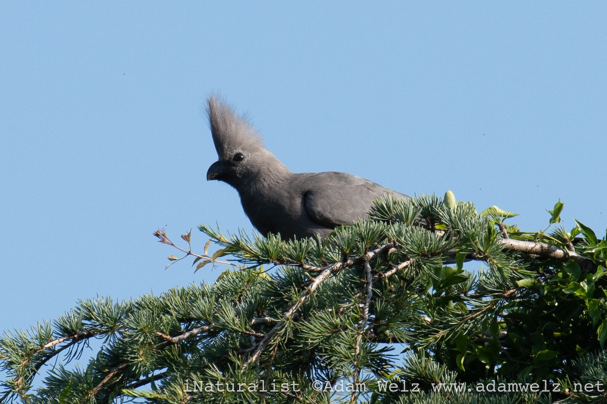 Gray Go-away-bird - ML517079131