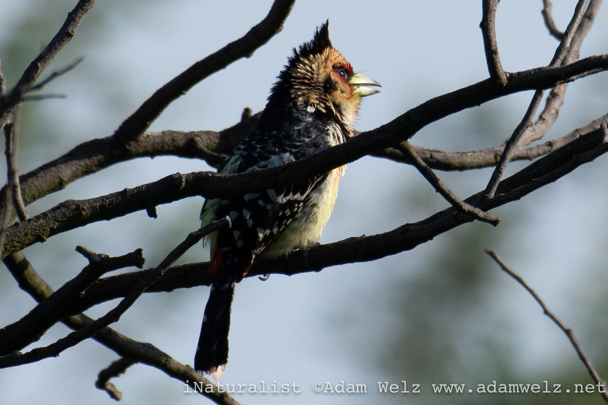 Haubenbartvogel - ML517079261