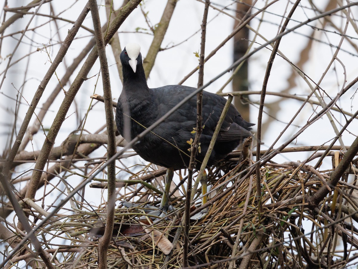 Eurasian Coot - ML517079291