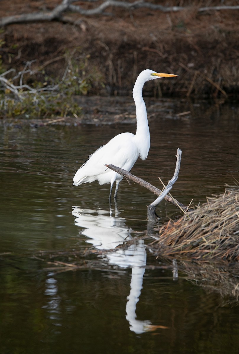 Great Egret - ML517080151