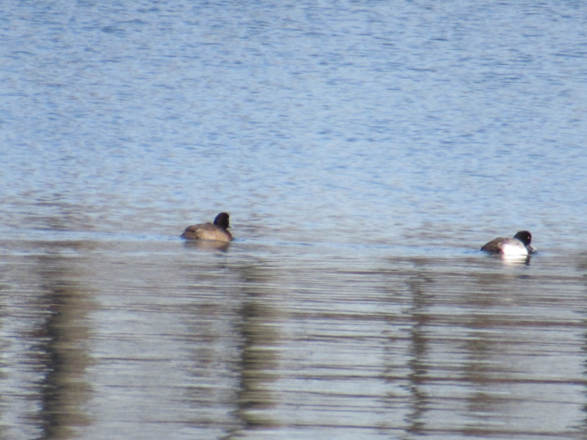 Lesser Scaup - ML517082291