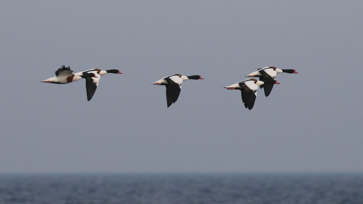 Common Shelduck - ML517083061