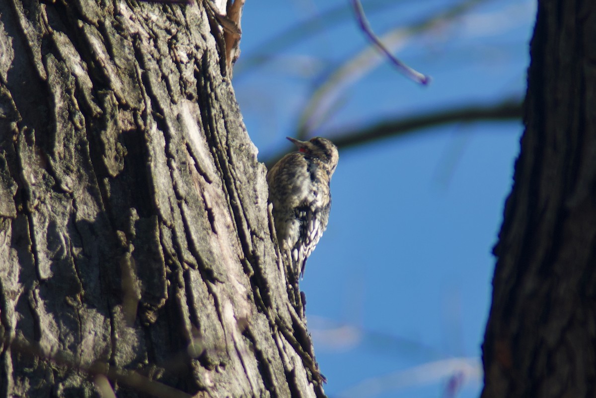 Yellow-bellied Sapsucker - ML517084081