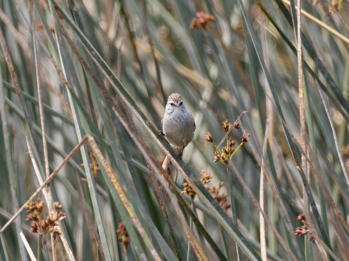 Zimtspiegel-Meisenschlüpfer (aegithaloides) - ML517084371