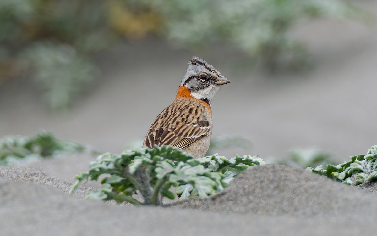 Rufous-collared Sparrow - ML517084441
