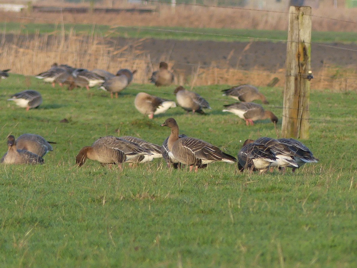 Pink-footed Goose - ML517085251