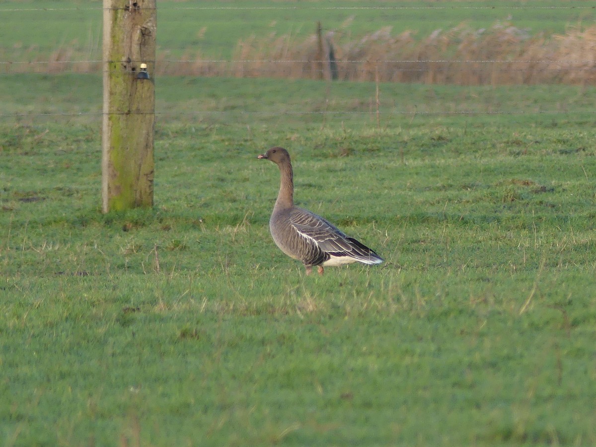 Pink-footed Goose - ML517085321