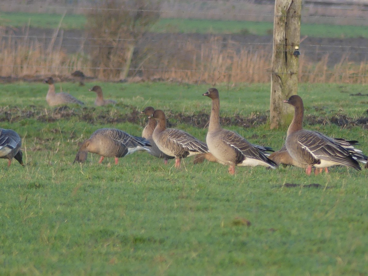 Pink-footed Goose - ML517085331