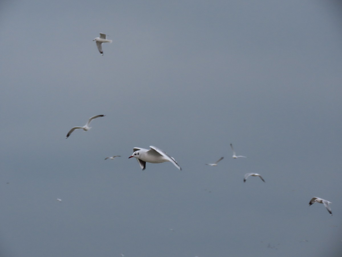 Black-headed Gull - ML517085671