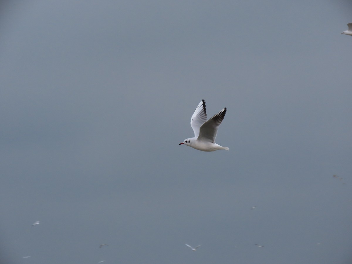 Black-headed Gull - ML517085681