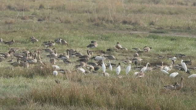 Gray-headed Lapwing - ML517086241