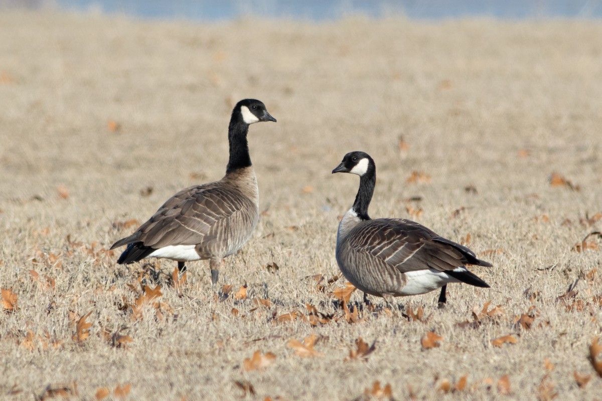 Cackling Goose - ML517086321