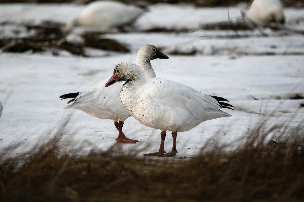 Snow Goose - ML517086361