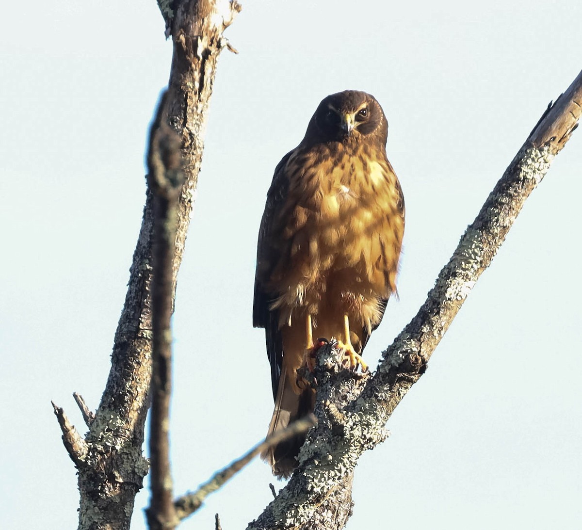 Northern Harrier - ML517086491