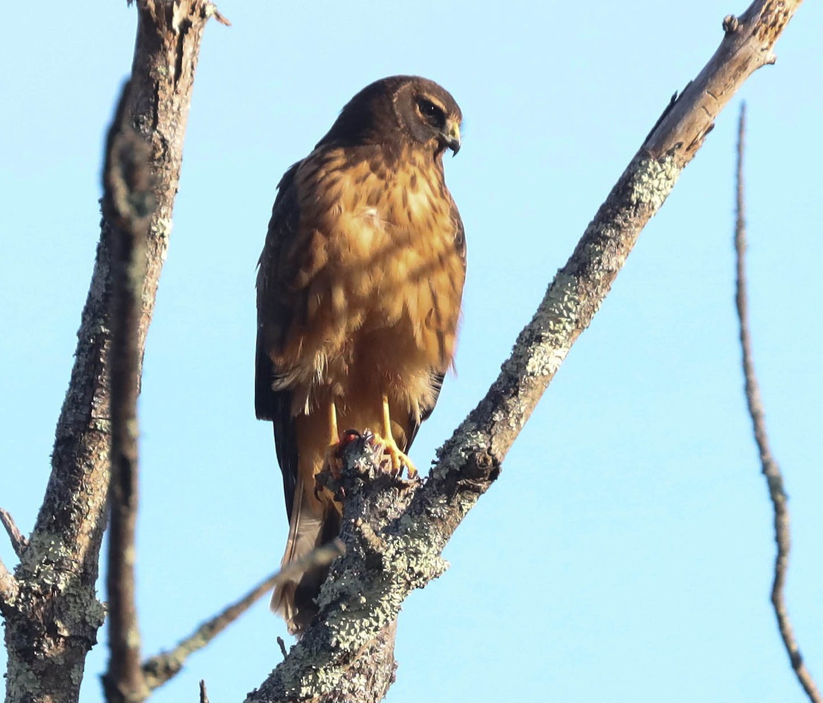 Northern Harrier - ML517086501