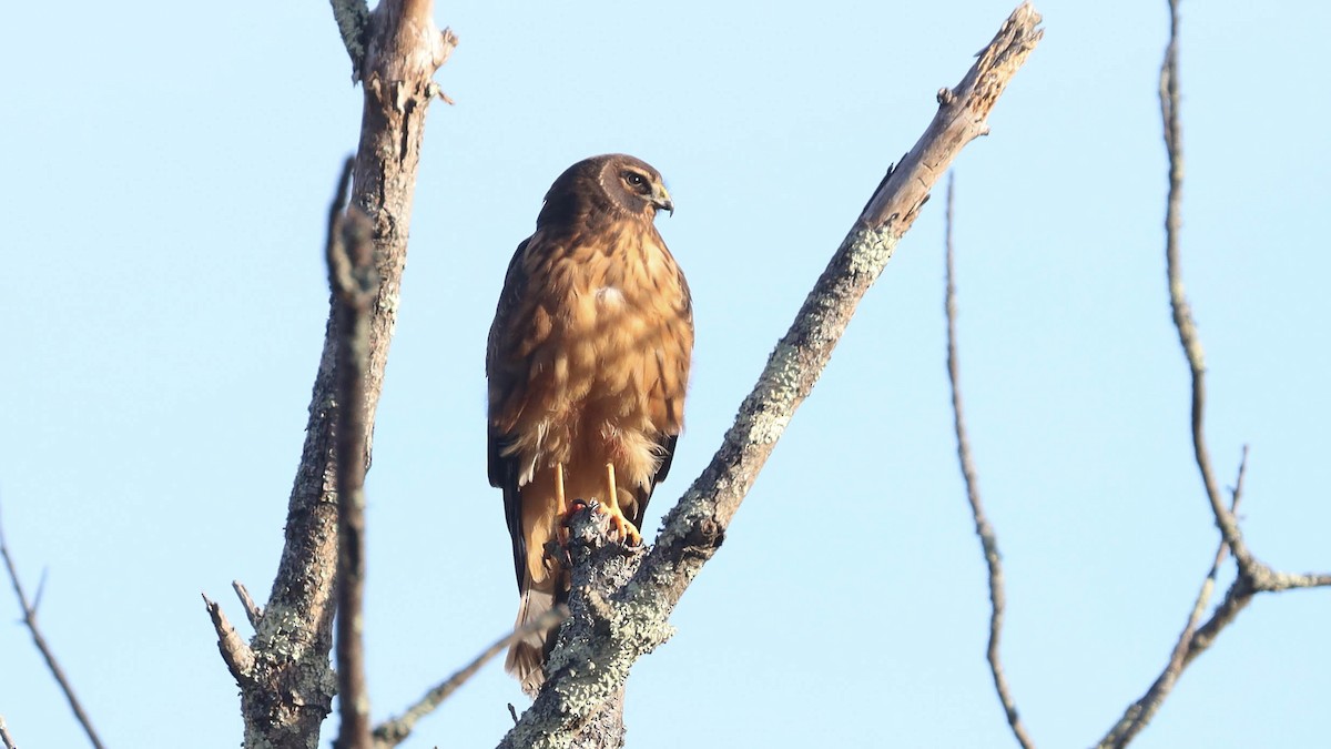 Northern Harrier - ML517086511