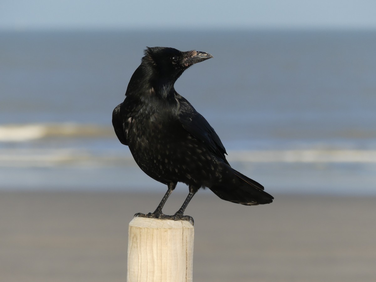 Carrion Crow - ML517087511