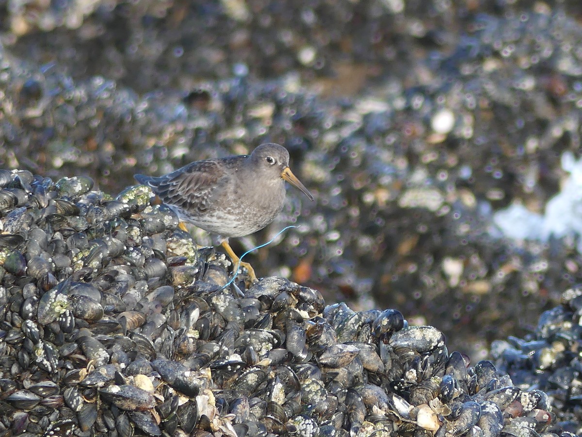 Purple Sandpiper - ML517087571