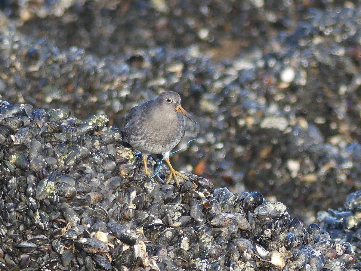 Purple Sandpiper - ML517087581