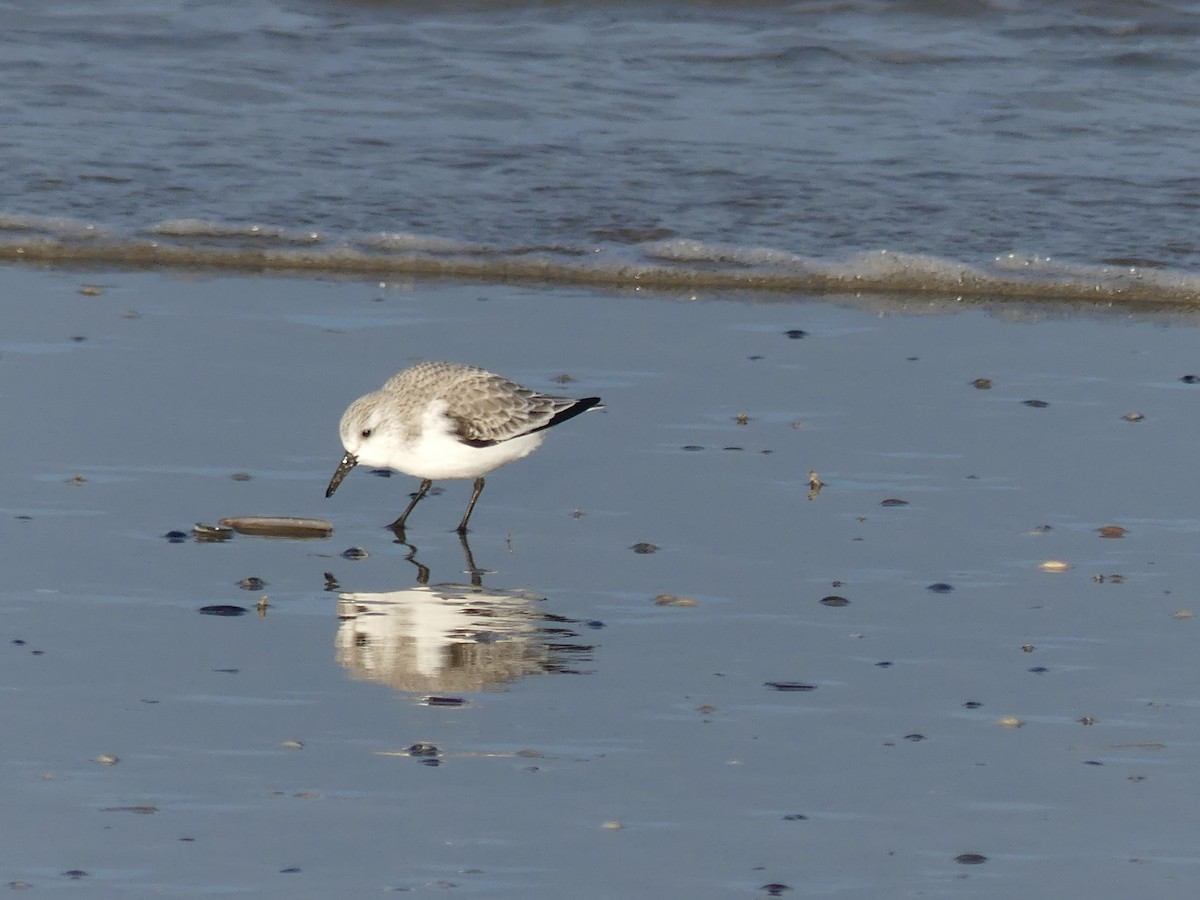 Bécasseau sanderling - ML517087591