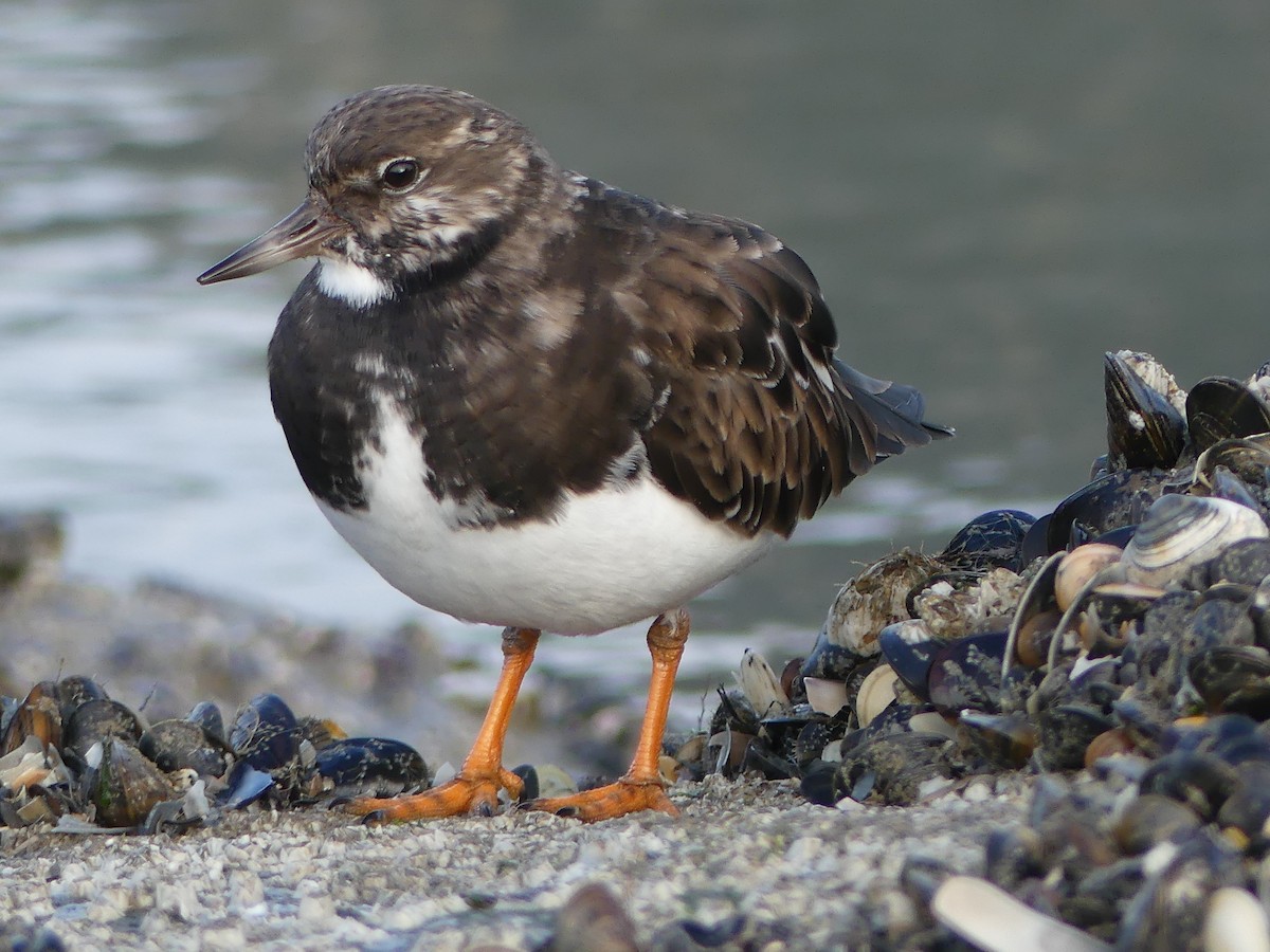 Ruddy Turnstone - Michael Pohler