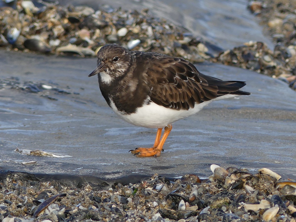 Ruddy Turnstone - Michael Pohler